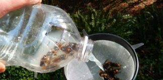 Asian giant hornets