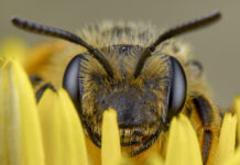 bees