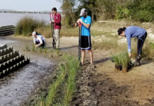 living shorelines