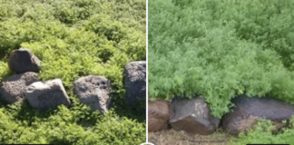 glysophate