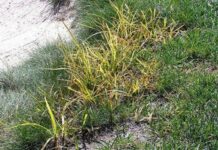 yellow nutsedge