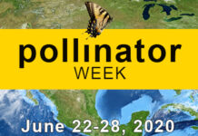 pollinator