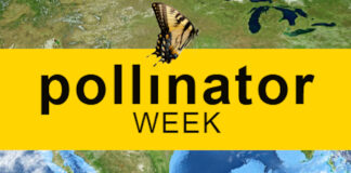 pollinator