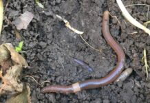 jumping worm
