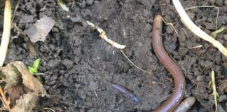 jumping worm