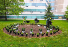 pollinator garden