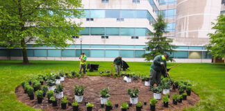 pollinator garden