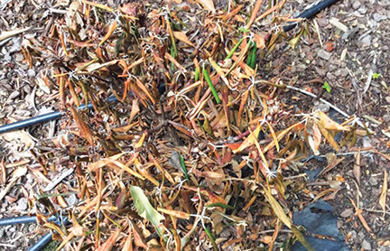ornamentals