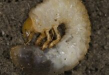 European chafer