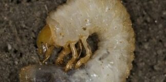 European chafer