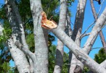 trees
