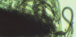 nematodes