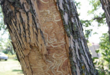 emerald ash borer