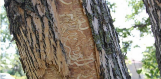 emerald ash borer
