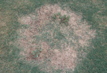 fungicide