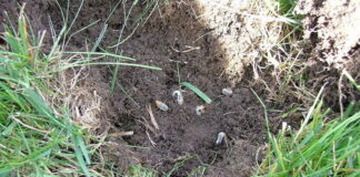 grubs