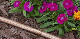 drip irrigation