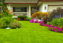organic fertilizer