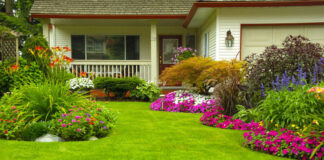 organic fertilizer
