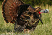 turkey