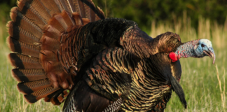 turkey
