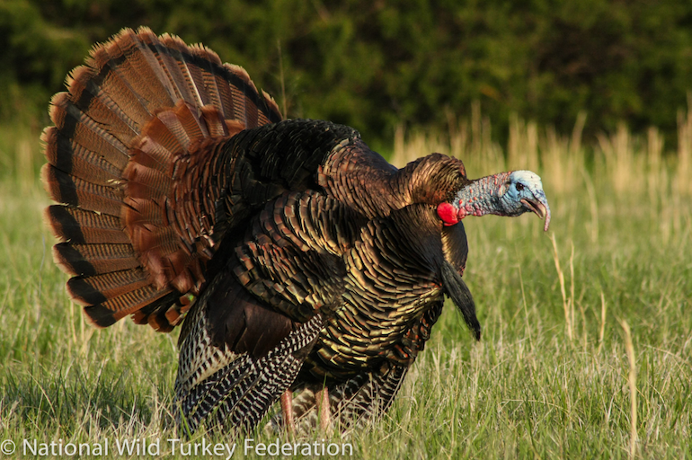 turkey