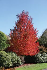 tree selection