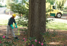 tree fertilization