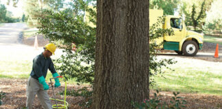 tree fertilization
