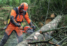 felling a tree