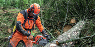 felling a tree