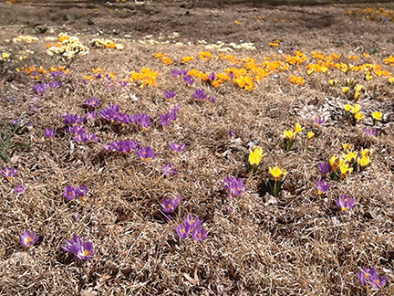 Crocuses