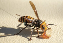 hornets