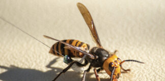 hornets