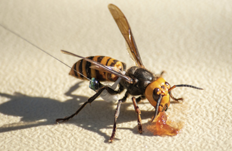 murder hornets