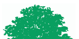 TREE Fund