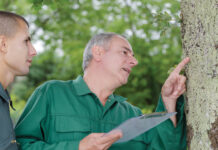 tree care