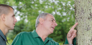 tree care