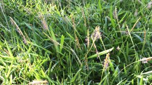 No Mow May