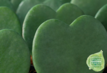 houseplants