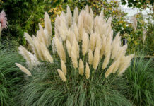 pampas grass