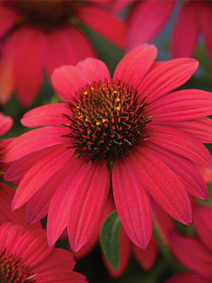 Echinacea Sombrero Baja Burgundy