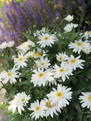 Leucanthemum Sweet Daisy Birdy