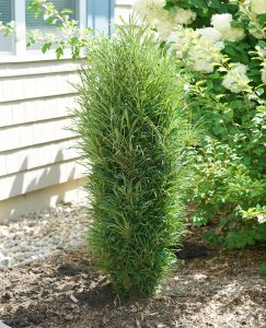 shrub