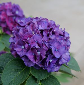 shrub