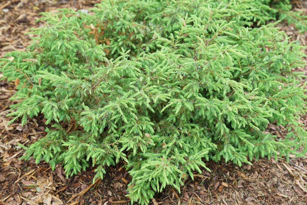 shrubs