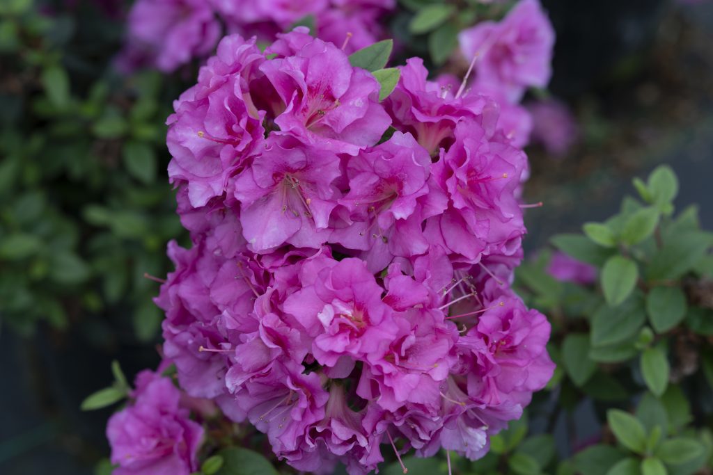 shrub