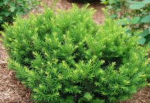 shrubs