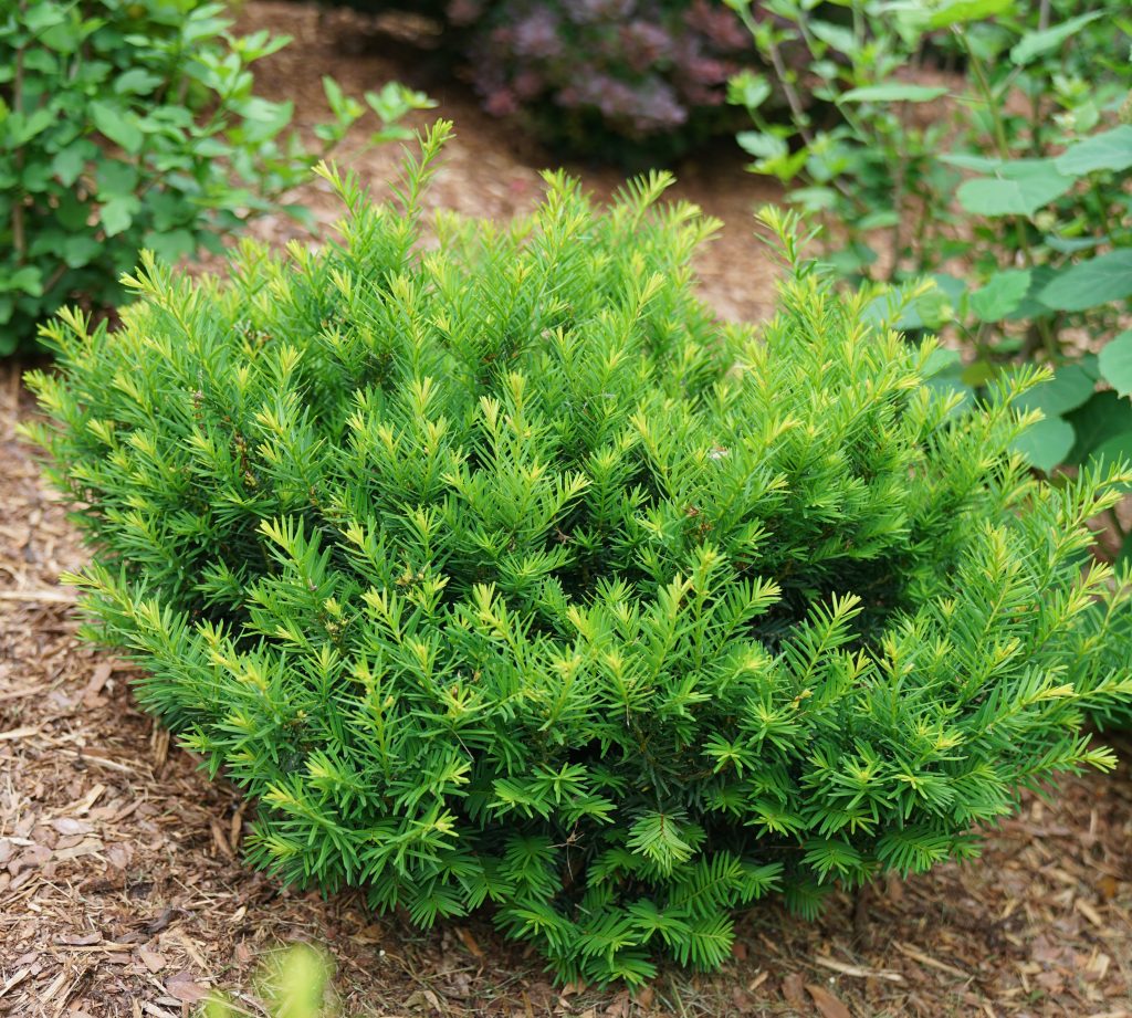 shrub