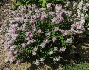 shrub